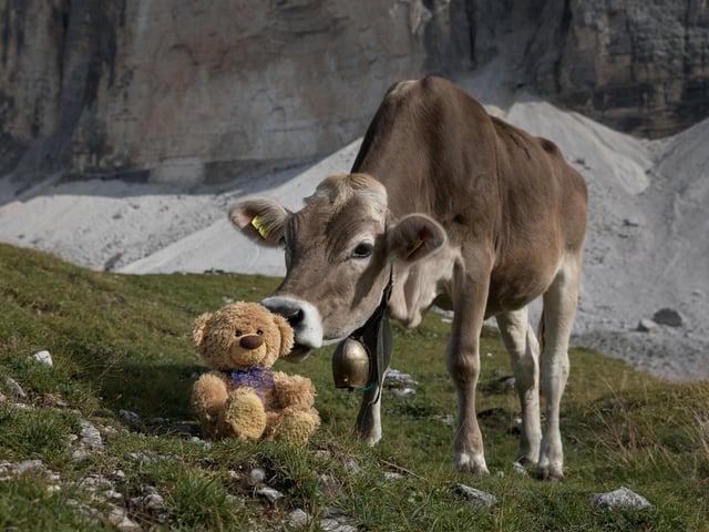 John James the teddy bear is kissed by alpine cow at Tre Cime di Lavaredo in South Tyrol, Italy. 
These adorable teddy bears could be the world's most well-travelled cuddly toys - as their photographer owner has chronicled their adventures in 27 different countries. Christian Kneidinger, 57, has been travelling with his teddy bears, named John and Bob since 2014 - and his taken them to some of the world's most famous landmarks. The teddy bears have dressed up in traditional Emirati clothing to visit the Sultan's Palace in Oman, and have braved the cold on a glacier on Lofoten Island in Norway.