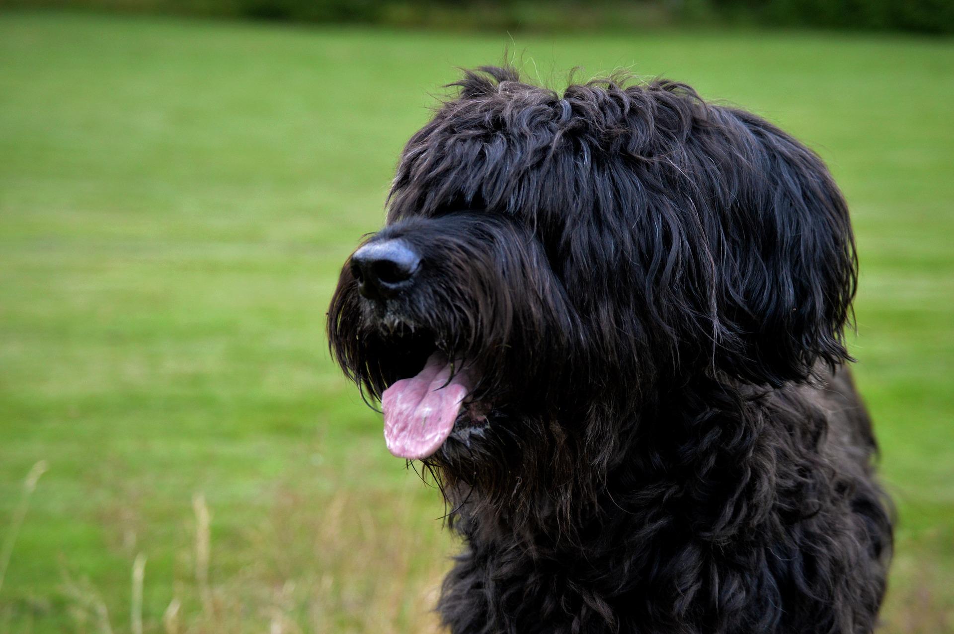 We were inundated with photos of your lockdown pets