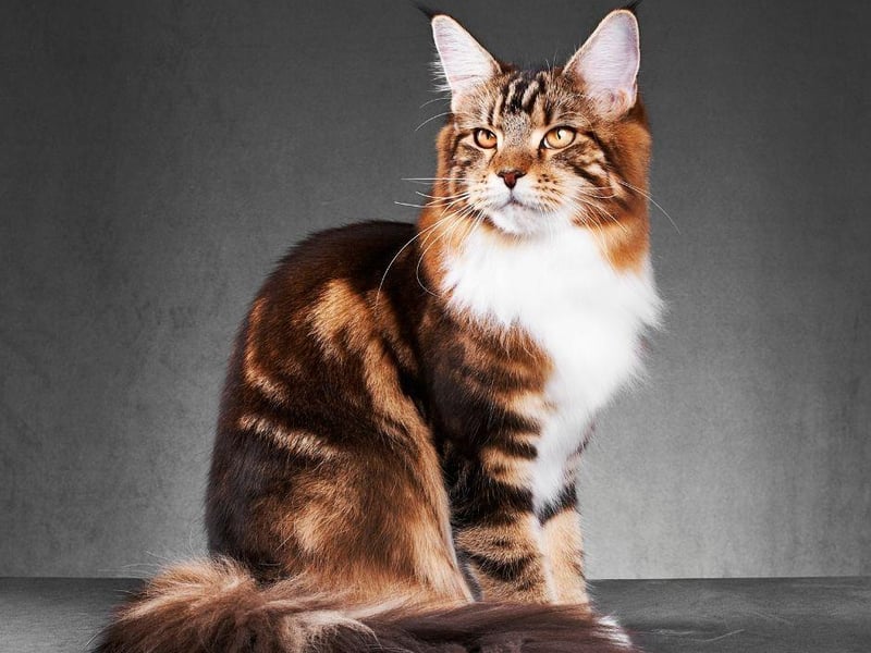 The Ragdoll cat breed has a massive 17,633,262 tags on Instagram.