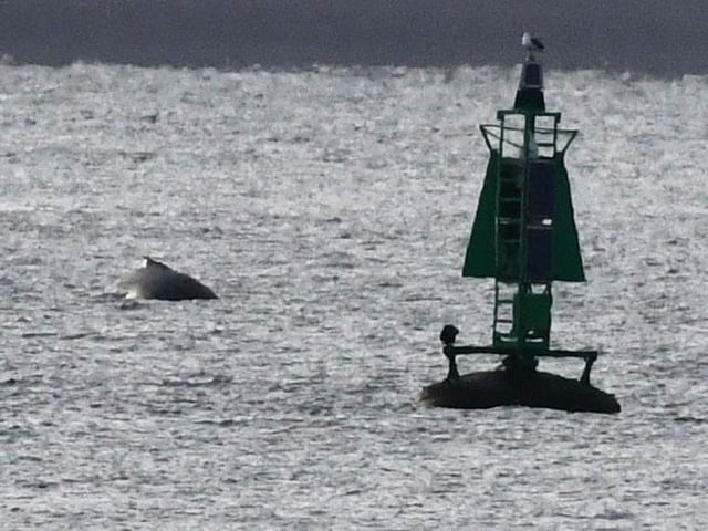 The humpback surfaces by the Blae Buoy - just off Pettycur Beach