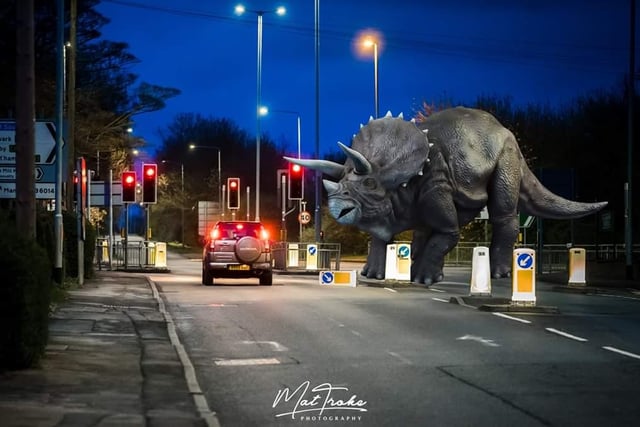 Stopping traffic to witness the wonder of nature.