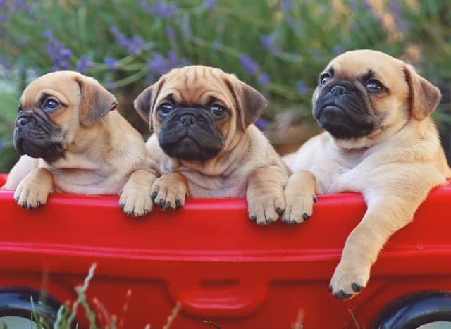 It's a pug's life. Credit: Canva Pro/Getty Images