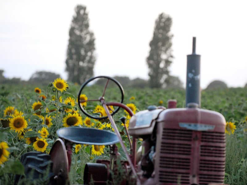 Sam's Sunflowers in Hayling Island, will be opening again this August.

Picture: Sarah Standing (040824-3954)