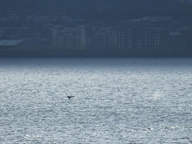 The whale takes a dive into the Forth