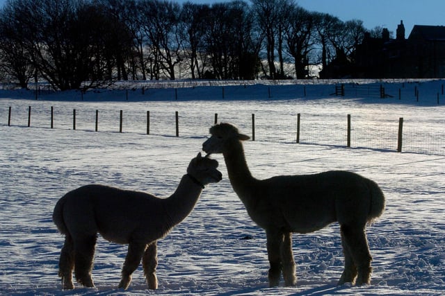 Alpacas in the snow in Ringinglow, Sheffield in December 2010 - their furry coats look to be keeping them nice and warm
