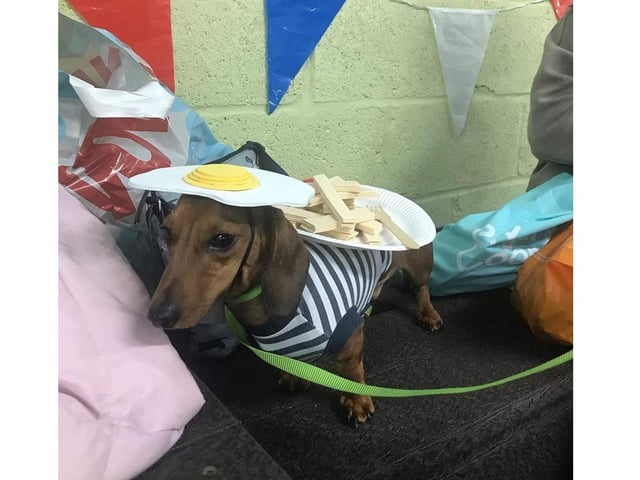 Third place went to Frank, sponsored by Houndsbyholly