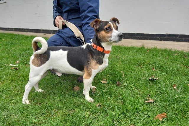 Dave is a lively lad who enjoys long walks and running around exploring our secure paddock. He loves to be active and play games so would benefit from a home with active owners who have the time to give him plenty of enrichment.
