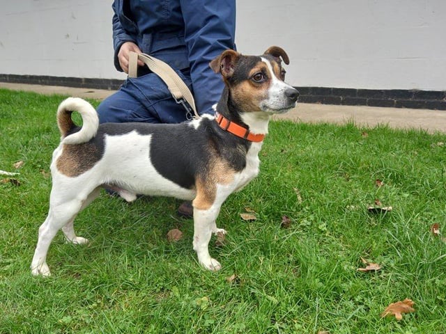 Dave is a lively lad who enjoys long walks and running around exploring our secure paddock. He loves to be active and play games so would benefit from a home with active owners who have the time to give him plenty of enrichment.