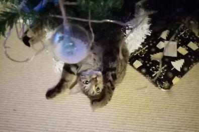 Eric is a huge fan of Christmas baubles (photo by Amanda Anderson)