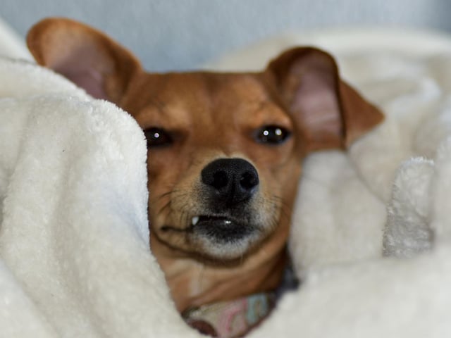 They may have a well-earned reputation for being speedy - but Italian Greyhounds are also one of the laziest dog breeds out there. As long as they've been out for their daily walk, they'll happily stay draped over their beloved owner, keeping you toasty until it's time for bed.
