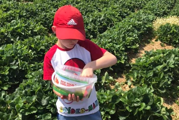 It's strawberry season!