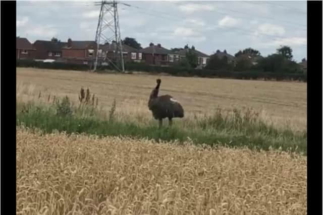 The emu type bird was spotted in Sprotbrough earlier this afternoon. (Photo: Rachel Walker).