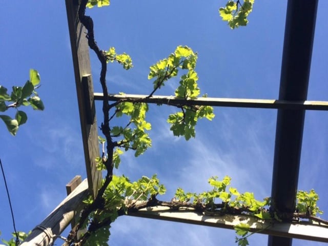 @janeyj29 was relaxing under her grapevines.