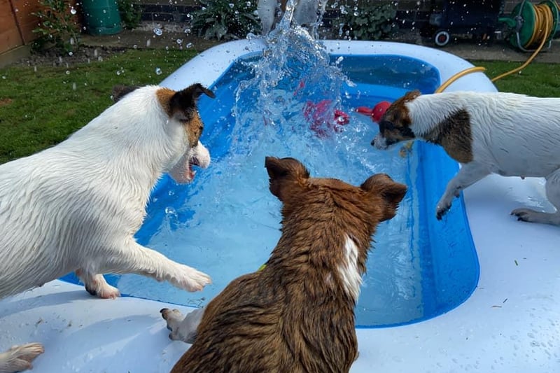 Jack Russell terriers Poppy,  Bella and Dottie make a lunge for the pool in this photo posted by Debra Kay.