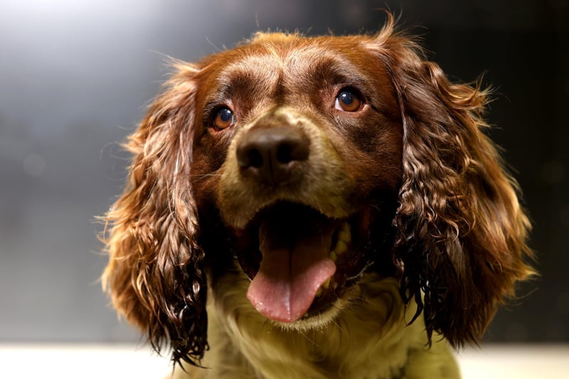 English springer spaniels were the 8th most popular dog breed in the south east in 2020. Picture: Kelly Barnes/Getty Images