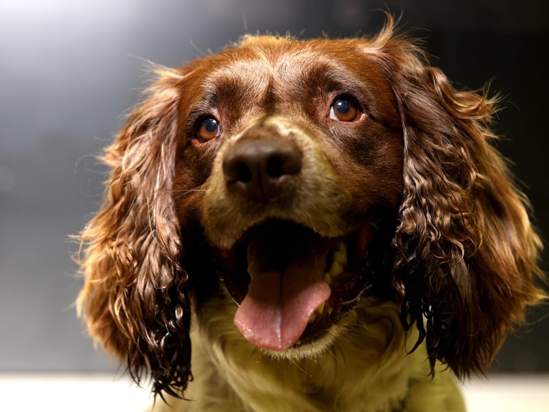 English springer spaniels were the 8th most popular dog breed in the south east in 2020. Picture: Kelly Barnes/Getty Images