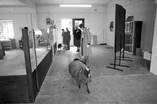 One of the sheep at the Glasgow Garden Festival makes a bid for freedom in May 1988. The sheep leaves a trail through the pottery shed, chased by shepherd John Barrington's collie.