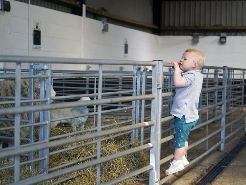Lots of youngsters, like two-year-old Freddie Grantham, pictured, love the Graves Park Animal Farm. Fiona Duxbury said on Facebook: "Graves for the space, woods, birds, animals, cafe and play area". It came top in our poll