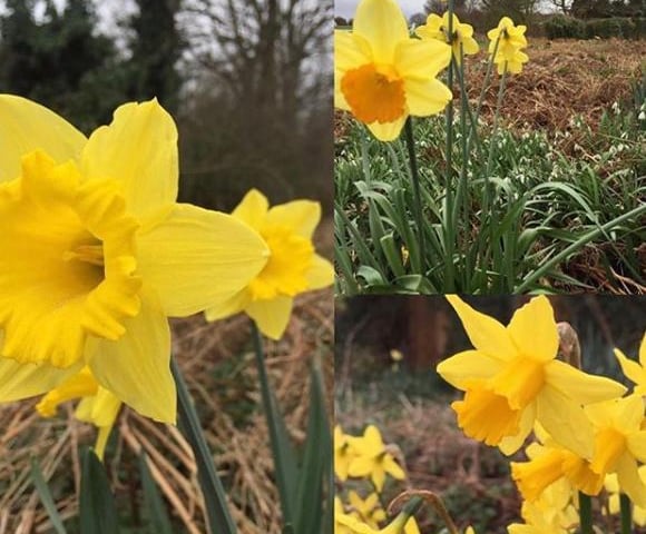 Bright flowers by @andrewgoodall