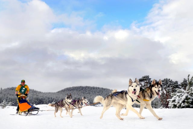 For the first time in 15 years the Aviemore Sled Dog Rally was being held on snow. Pictured is action from the last day of the competition along the four-mile Glenmore forest track. 24th January 2010.