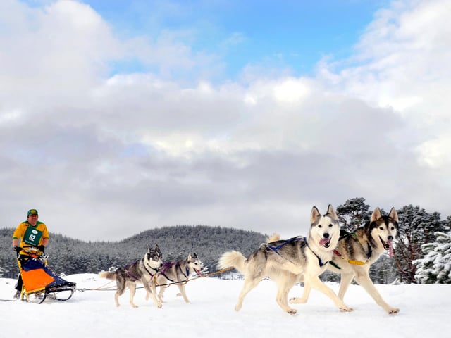 For the first time in 15 years the Aviemore Sled Dog Rally was being held on snow. Pictured is action from the last day of the competition along the four-mile Glenmore forest track. 24th January 2010.