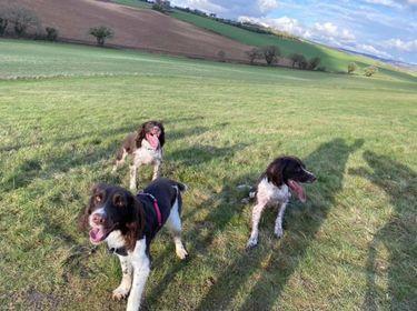 Ollie, Buster and Teya out for a walk on the hills in Denmead. Picture: Izzy Barnes