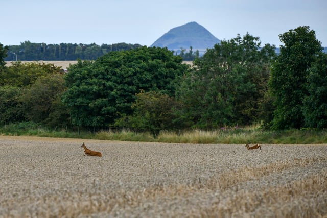 Wheat harvest at Wheatrig Farm, Longniddry. Deer and North Berwick Law Hill in the background.
