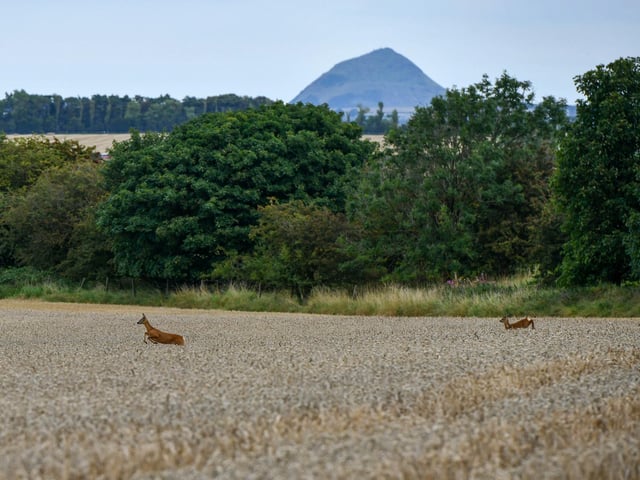 Wheat harvest at Wheatrig Farm, Longniddry. Deer and North Berwick Law Hill in the background.