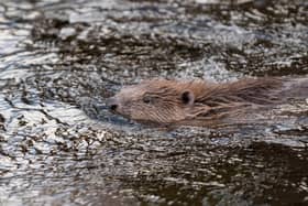 The beavers were brought to Derbyshire from Scotland.
