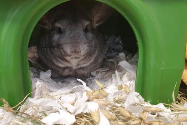 Chinchilla Yoda is looking for a friend to live with.