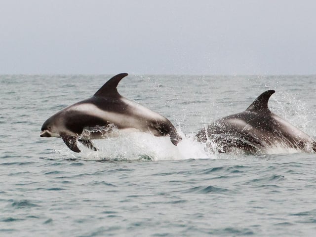 Species like the white-beaked dolphin may disappear from Scottish waters. The beautiful mammal, which needs both cold and relatively shallow waters to survive,  is being pushed further north by warming seas.