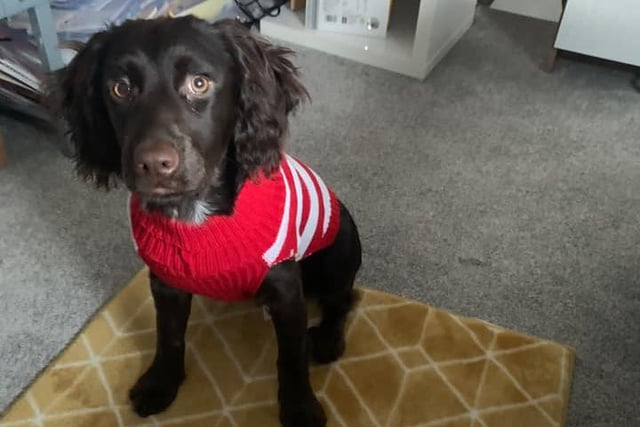 Luna shows off her stripey Christmas jumper - and we think she looks great!
