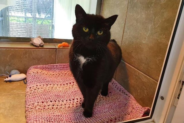 Four year old female Annie is looking for a calm and quiet home, with experienced cat owners who can give her the time and patience she needs to settle back into family life.