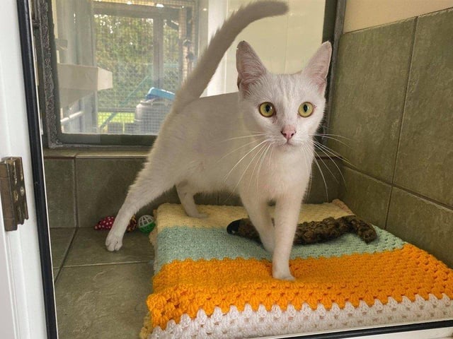 Smudge is a lovely young lady who loves to be around people.
