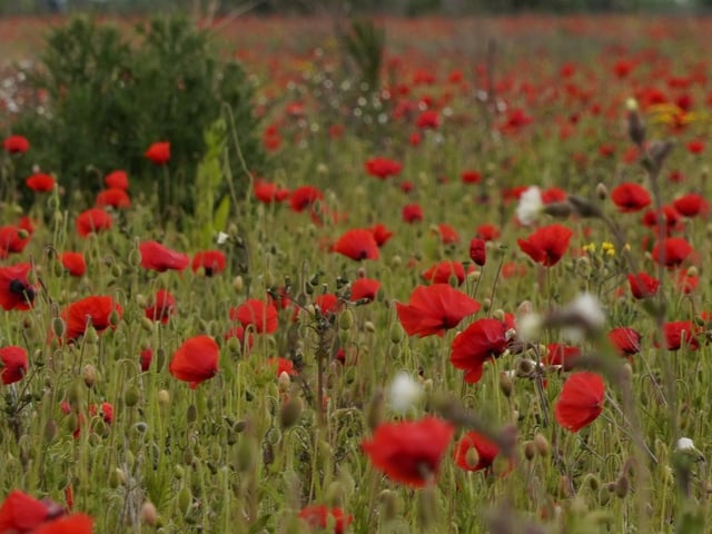 A field of poppies at Armthorpe