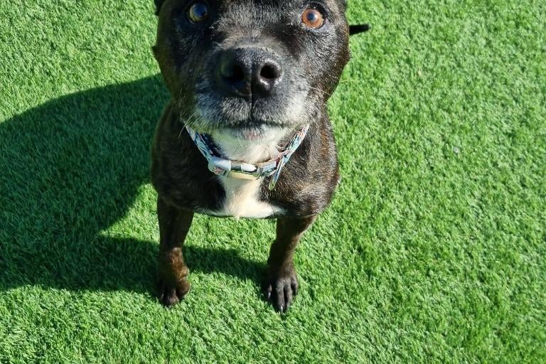 Breed Staffordshire Bull Terrier
Sex Male
Age 11 years 0 months.
Lovable Levi is a lovely natured staffie with a gorgeous staffy smile. He has a friendly nature and could live with children aged 8+ in his new home. He is to be the only pet but is dog friendly and can have friends out and about.