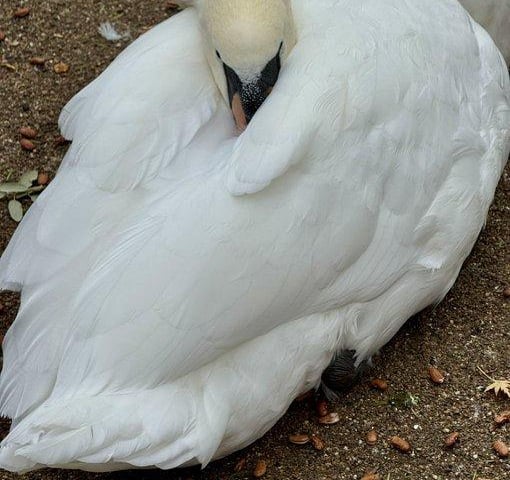 Swan having a nap by @JohnH14458271