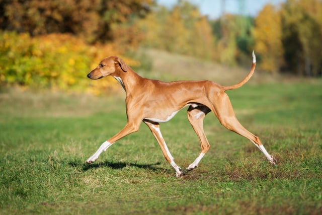 The Azawakh is a West African sighthound originating from the countries of Burkina Faso, Mali, and Niger (Photo: Shutterstock)