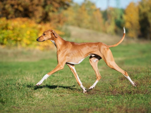 The Azawakh is a West African sighthound originating from the countries of Burkina Faso, Mali, and Niger (Photo: Shutterstock)