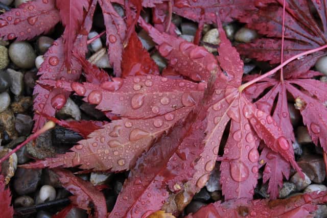 Acer on pea gravel by Richard Worth