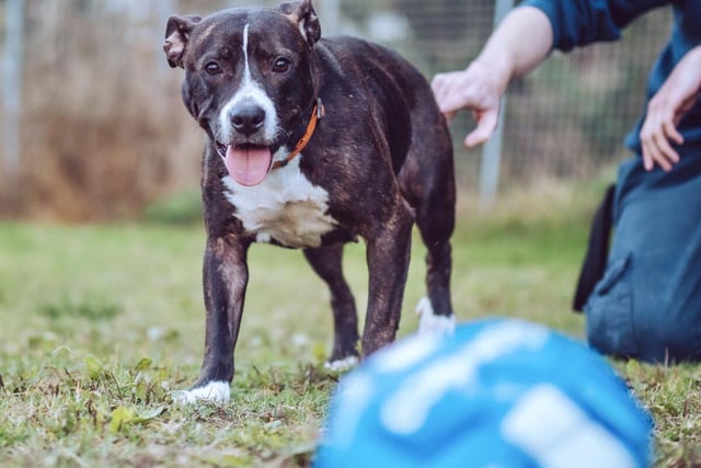 Misty, a six-year-old Staffordshire Bull Terrier, hasn't led the happiest of lives up to this point. She'll need a lot of patience, but the reward will be more than worth it. She's reserved as of right now.