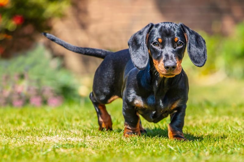 The miniature short-haired dachshund is next on the list, with 1,860 purchased.