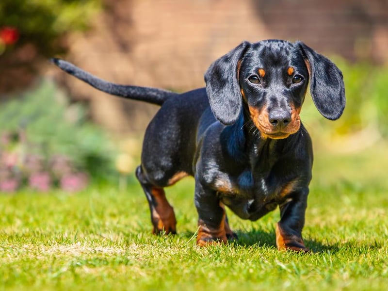 The miniature short-haired dachshund is next on the list, with 1,860 purchased.