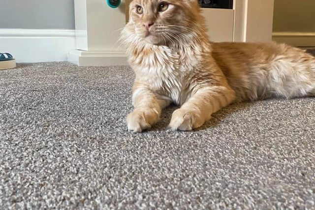 Cat Archie is a seven month old Main Coon. Shared by Zoe Ryan.
