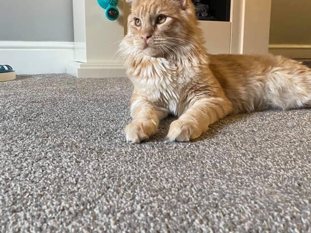 Cat Archie is a seven month old Main Coon. Shared by Zoe Ryan.