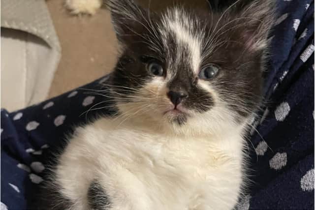 Tick-infested kitten Ticky was found in Tickhill.
