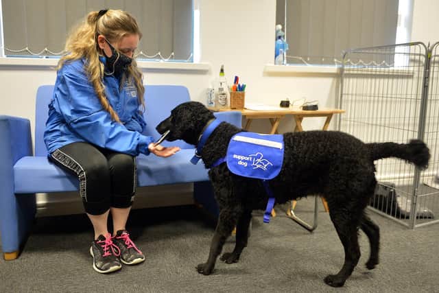 Sheffield Support Dogs - for autism for epilepsy for disability. Trainer Danielle Kennedy with trainee support dog Bess bringing the house phone.