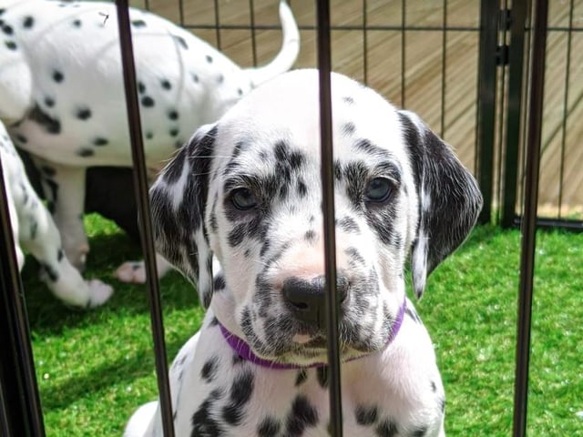 Dexter the dalmatian, who has joined Neil and Lorna McDonald's family