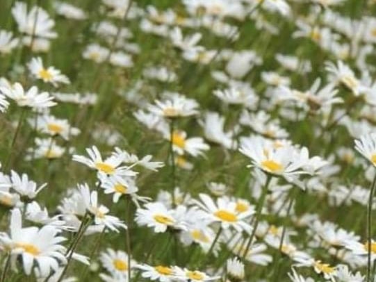 A field of daisy flowers from @snappyhappy26