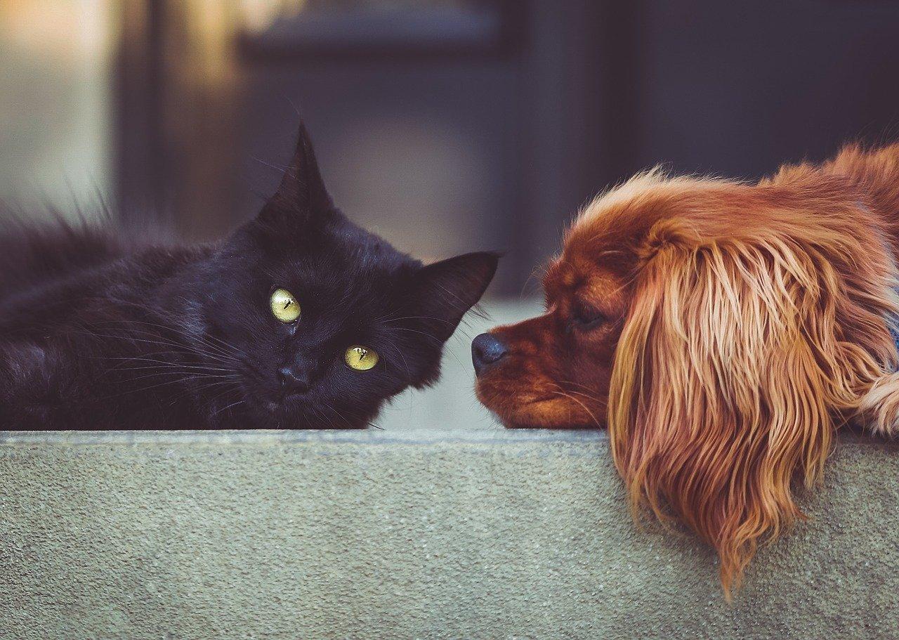 We were sent enough photos of lockdown pets to fill four picture galleries